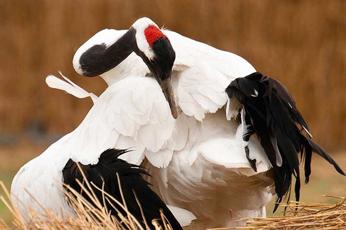 14 Migratory Birds That Brighten India Every Year - Homegrown