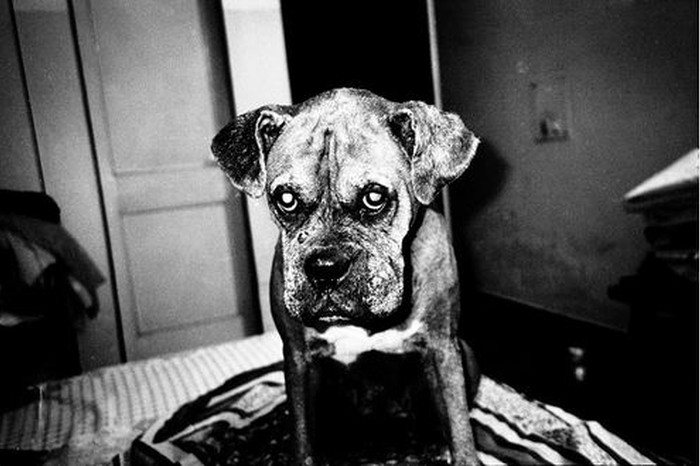 India. Elsa, the darling of the house. When my mother is not doing well it affects her the most.