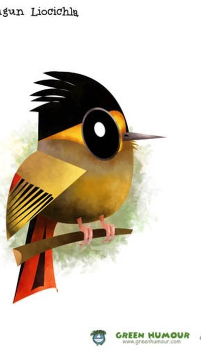 Bugun Liocichla