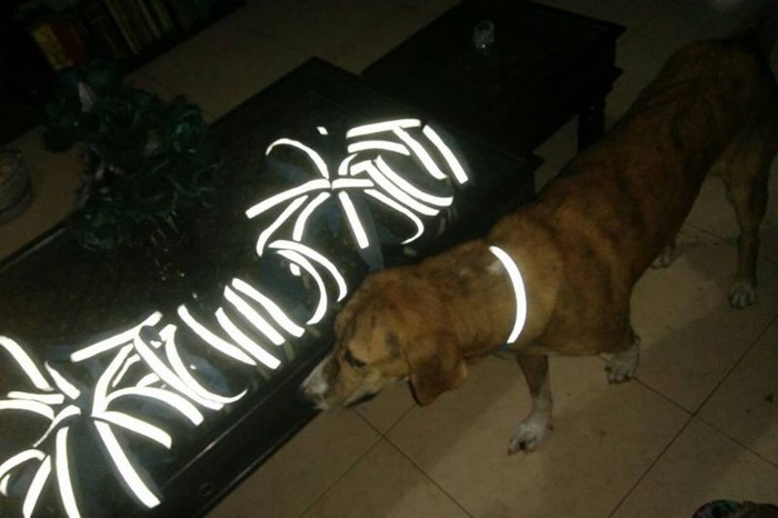 Reflective collar for street dogs Clearance