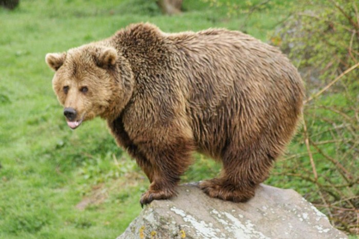Himalayan Brown Bears Sightings In Kargil For The First Time Since 1999