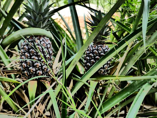 The farm is home to a large grove of pineapples. The farm is home to a large grove of pineapples.